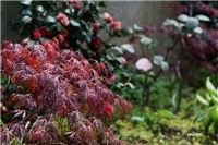e18f86ae-IMG_1135 acer.jpg